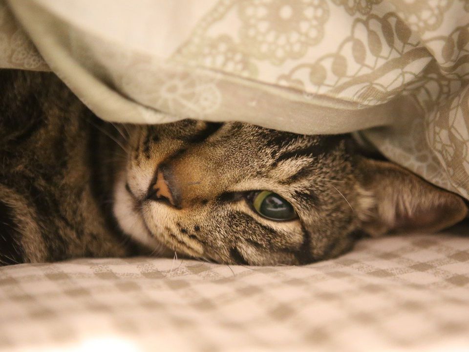 Як визначити ставлення кішки до господаря щодо того, де вона спить. Кожна кішка поруч з господарем перетворюється в кошеня.