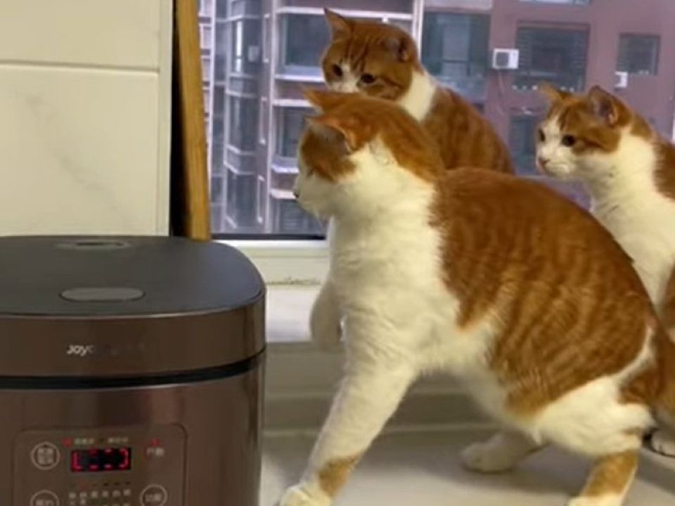 Три милі кішечки повеселили глядачів грою з паровою бульбашкою на рисоварці. Гра «Whack-а-mole» в котячому стилі.