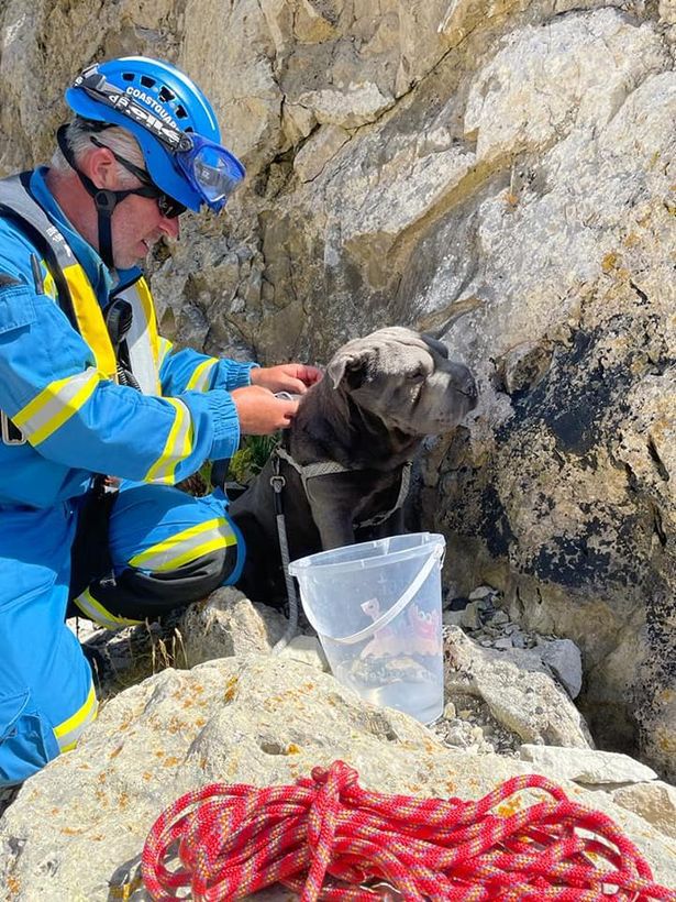 На цій фотографії рятувальники шукають собаку, чи зможете ви їм допомогти — знайти її. Тест на уважність.