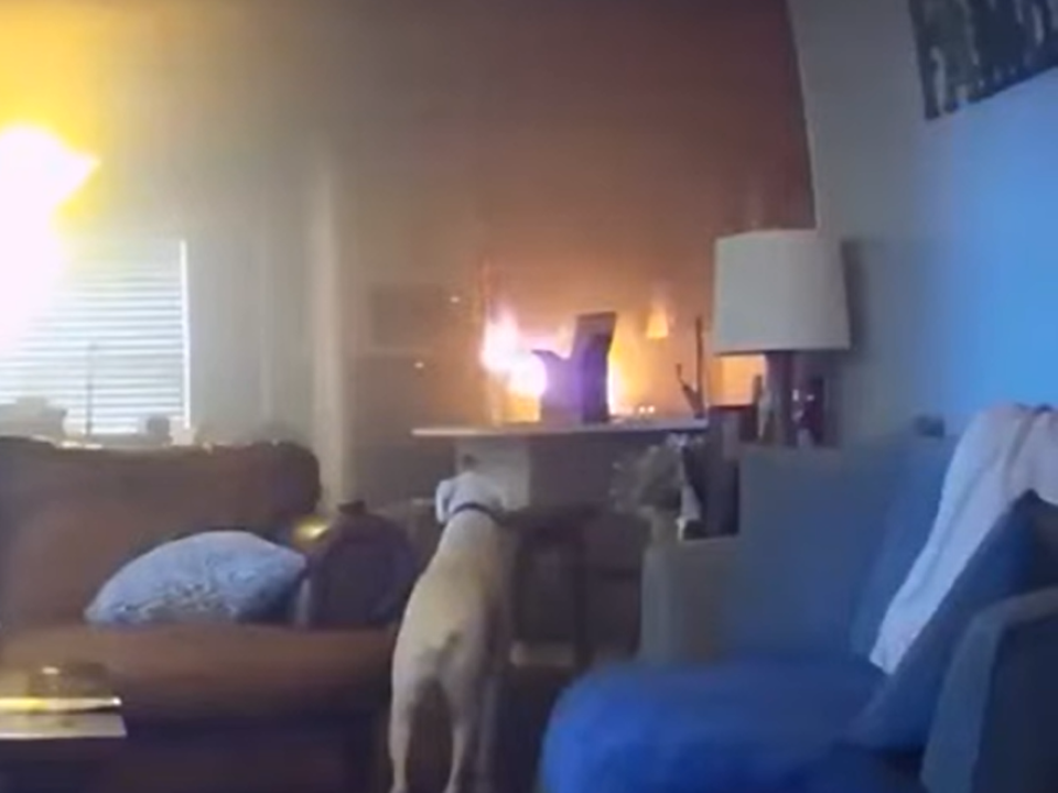 Собака випадково влаштував пожежу в будинку, коли їв печиво біля газової плити. Песику ще не скоро доведеться ласувати улюбленими смаколиками.