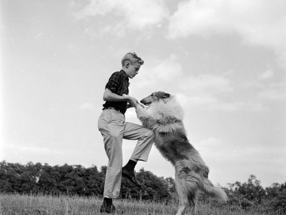 Як навчити собаку танцювати. Спортивна дисципліна кінологічний Фрістайл сформувався в кінці 80-х років минулого століття.