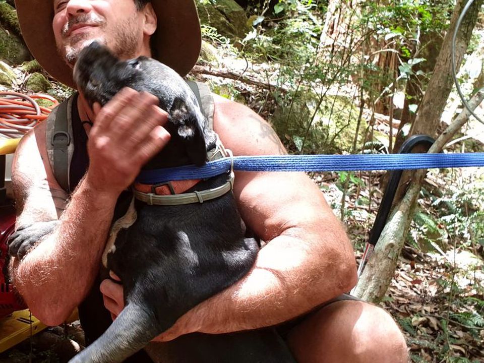 В Австралії пса, що провалився в печеру на прогулянці, через два дні врятували волонтери. На допомогу собаці кинулися всі, хто вмів працювати з альпіністським спорядженням.