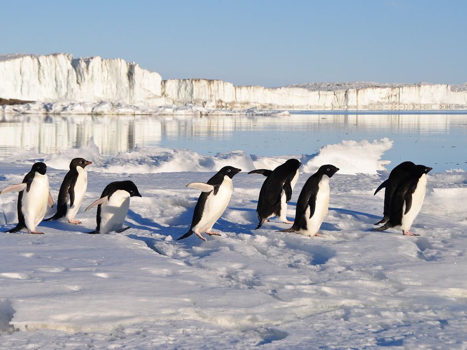 Супутники випадково виявили невідому раніше колонію пінгвінів. Птахів знайшли з космосу за фекаліями.