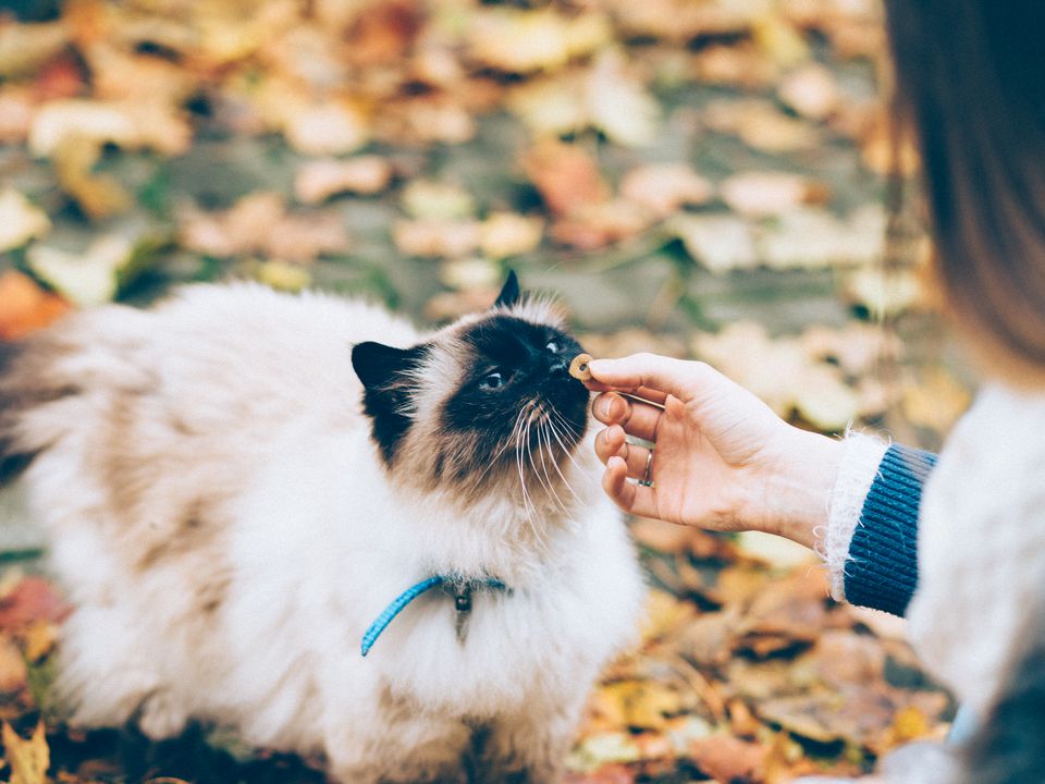 Чому ветеринари не рекомендують годувати кішку з рук. Основні причини, чому вихованець не повинен їсти з ваших рук.