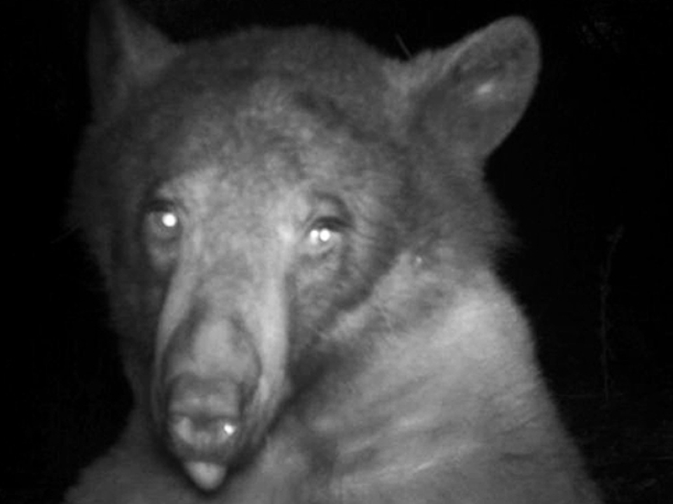 Ведмедиця знайшла фотокамеру і зробила 400 селфі за одну ніч. Більшість тварин не помічають такі камери, але це не той випадок.