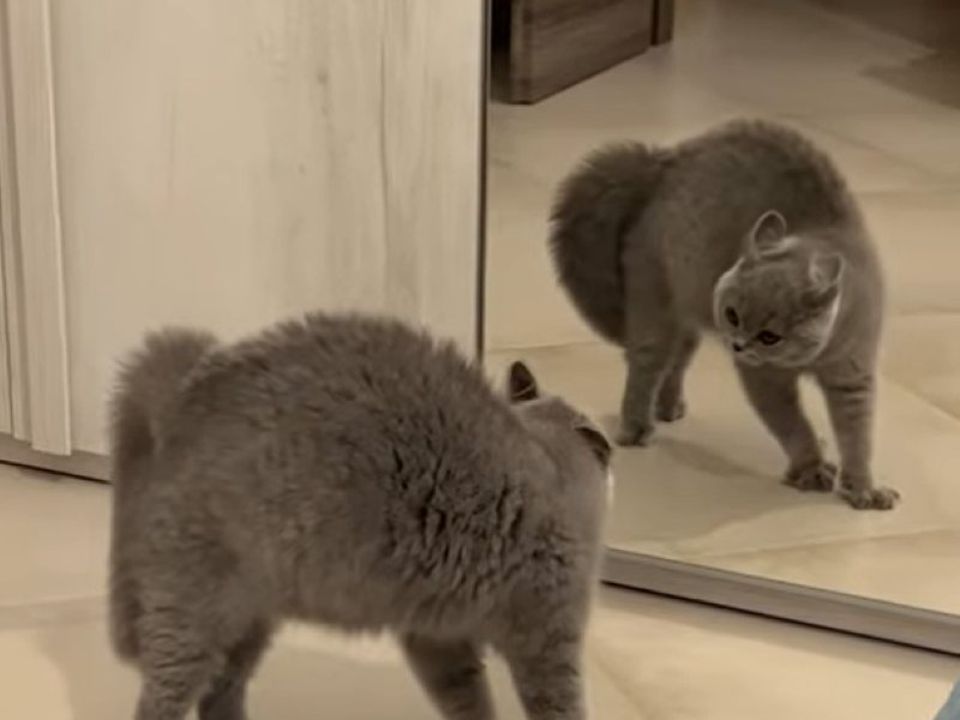 Кіт влаштував скандал своєму відображенню в дзеркалі, розсмішивши глядачів. Напевно пухнастик встав не з тієї ноги.