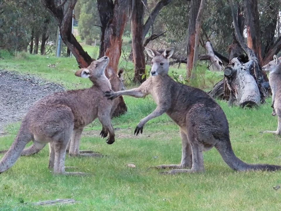 Три кенгуру влаштували кумедну бійку та потрапили на відео. Справжній бійцівський клуб.
