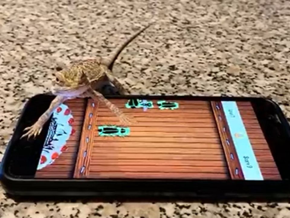 На відео потрапила домашня ящірка, яка любить "ловити" жуків в телефоні. Рептилія стала затятим геймером.