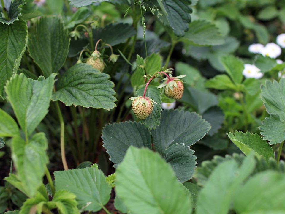 Як виростити розсаду полуниці з насіння в домашніх умовах. Це може зробити навіть городник-початківець.