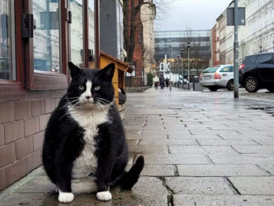 Вуличний кіт на прізвисько Гацек став найпопулярнішим туристичним об'єктом в Польщі. Пухнастик живе в критому дерев'яному будиночку біля магазину.
