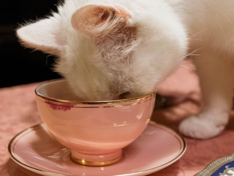 Припиніть труїти кішку: ці популярні продукти можуть занапастити вихованця. Чим не можна годувати пухнастиків.