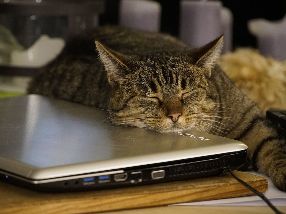Чому кішок так тягне полежати на вашому ноутбуці. Експерти розповіли про цікаву особливість котячої поведінки.