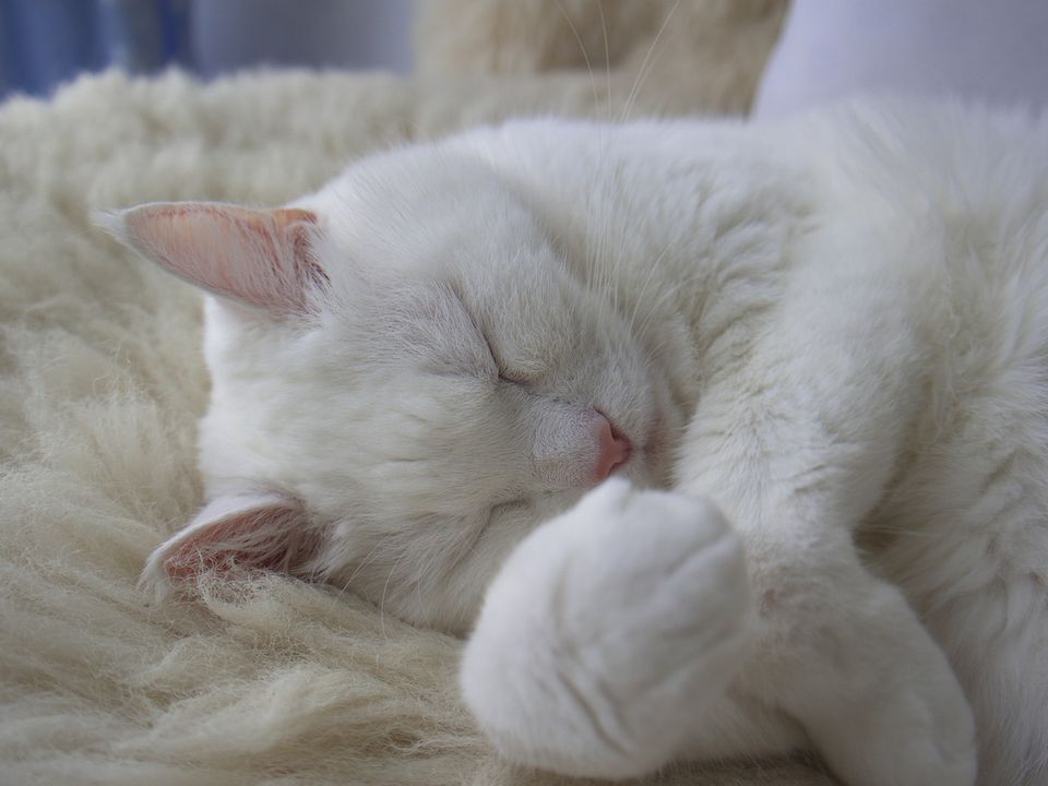 Чому коти постійно змінюють улюблене місце для сну. І виявилося, що у цієї поведінки є пояснення.