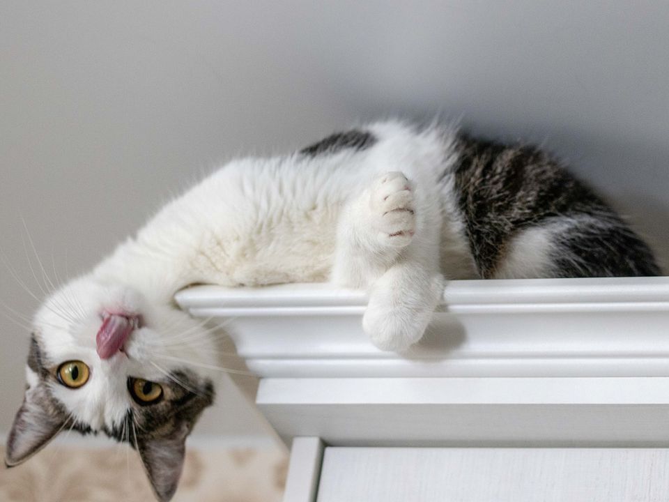 Основні причини, чому кішки так люблять підвищені місця для відпочинку. Про любов вихованця спати на шафах і полицях знає кожен господар.