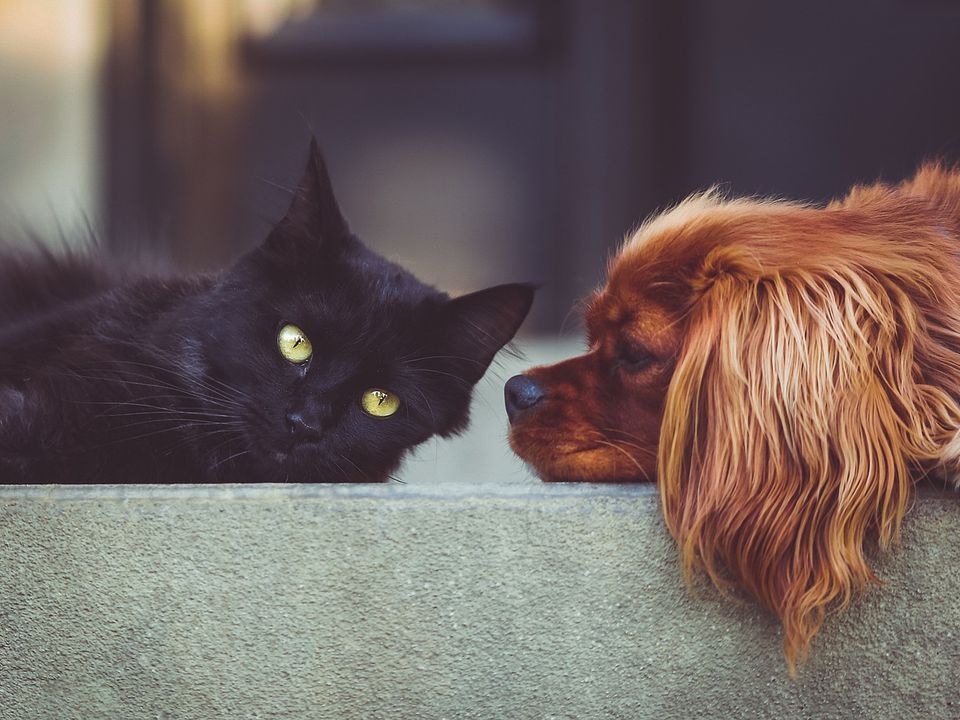 Чим відрізняються любителі собак від любителів кішок: порівняння психологічних портретів. Це абсолютно різні люди, які дивляться на життя з протилежних ракурсів.
