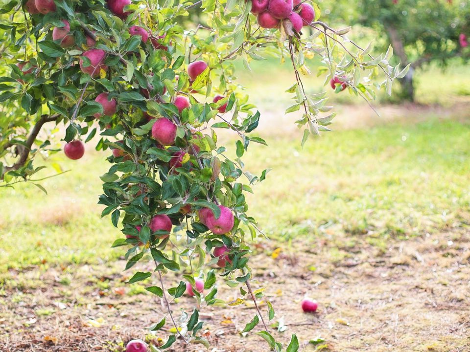 Чому в один рік сад родить, а на другий — ні яблучка. Чому яблуня плодоносить не щороку.