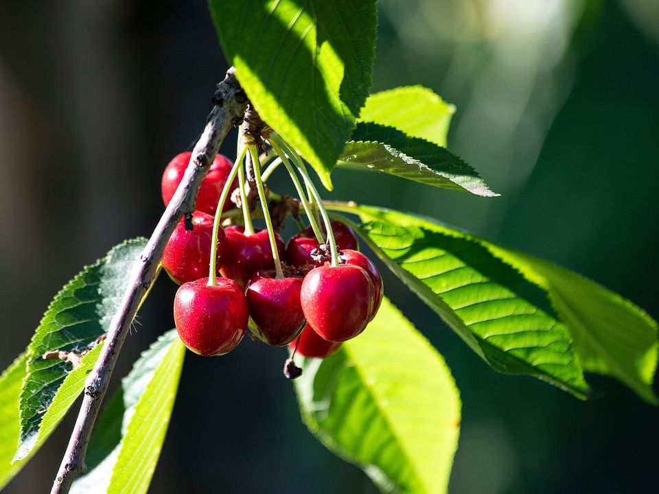 Підживлення вишні навесні: чим удобрити, щоб ягода була солодкою, як мед. Поради садівникам.