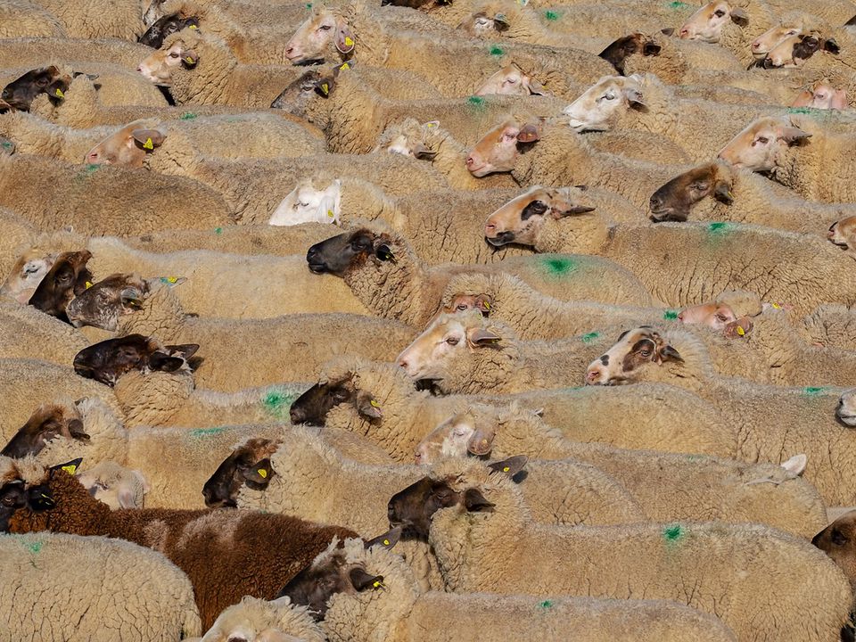 Організоване стадо овець здатне йти як на параді. "Лівою, лівою! Раз, два, три!".