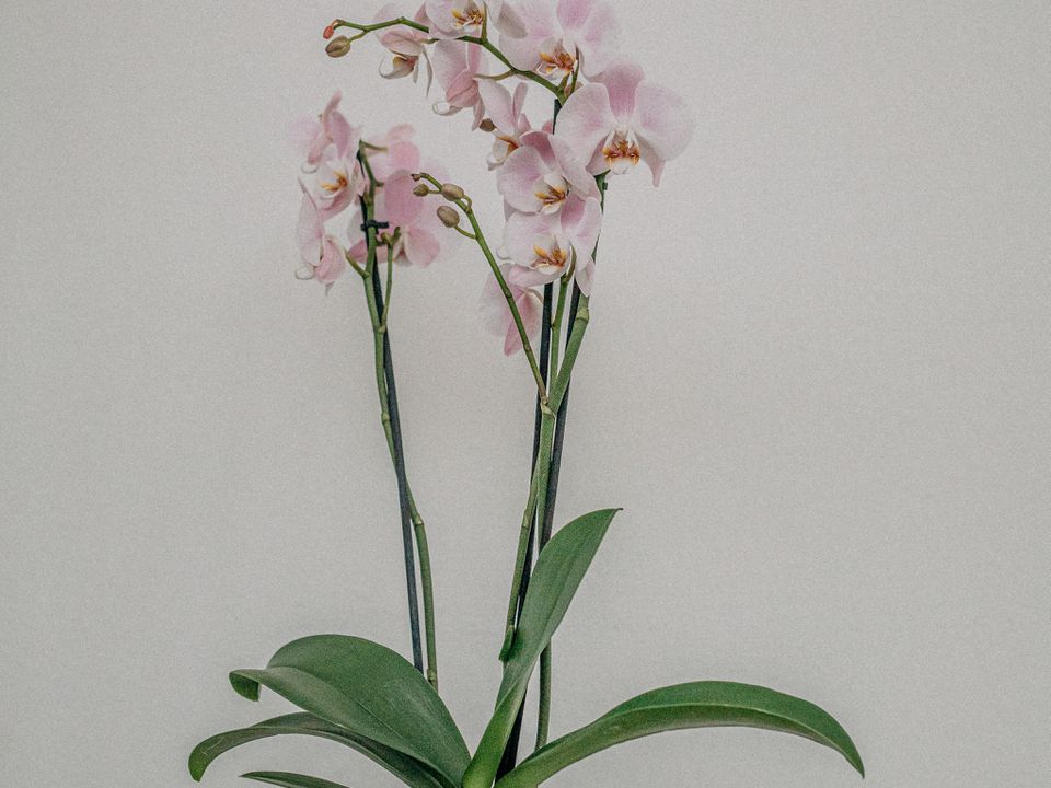 Що потрібно зробити з орхідеєю після покупки, щоб продовжити її цвітіння. Головне не поспішайте з пересадкою рослини.