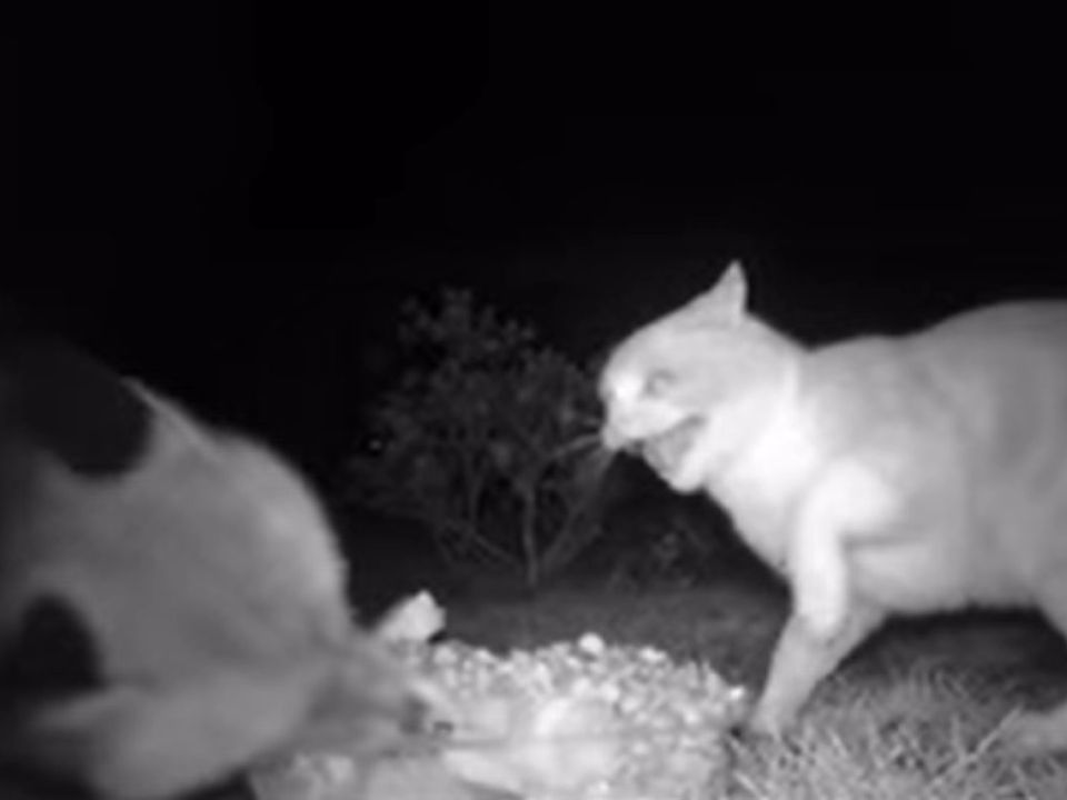 На відео потрапила лисиця, яка нахабно краде їжу у кота. Кадри виявилися кумедними.
