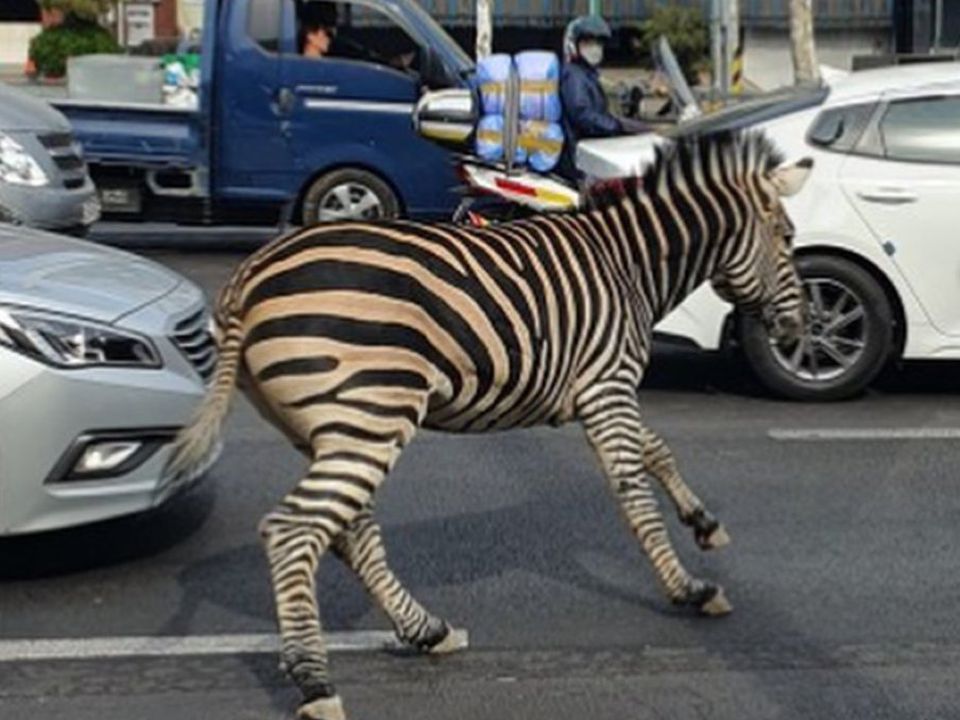 Зебра втекла із зоопарку і три години гуляла вулицями Сеулу. Стан здоров'я тварини зараз задовільний.