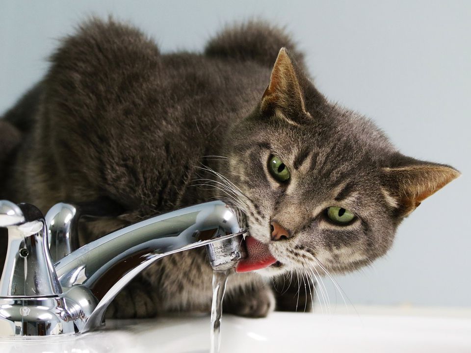 Кіт відмовляється пити воду: прості способи вирішити проблему. Як допомогти коту частіше пити воду.