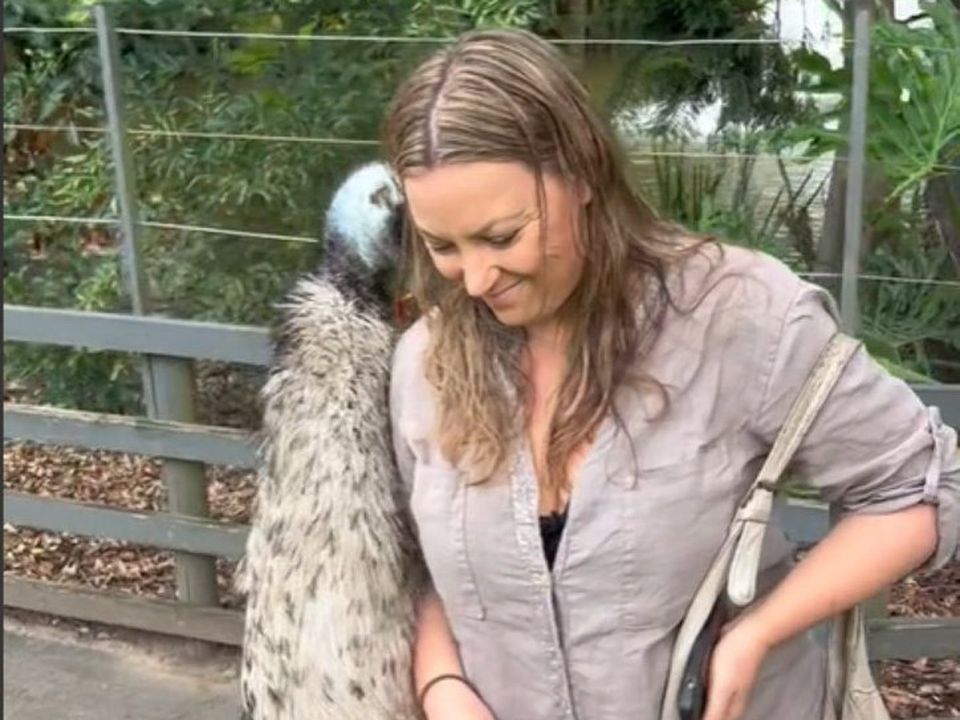На відео потрапив страус, який любить обійматися. Птаху сподобалася відвідувачка зоопарку.