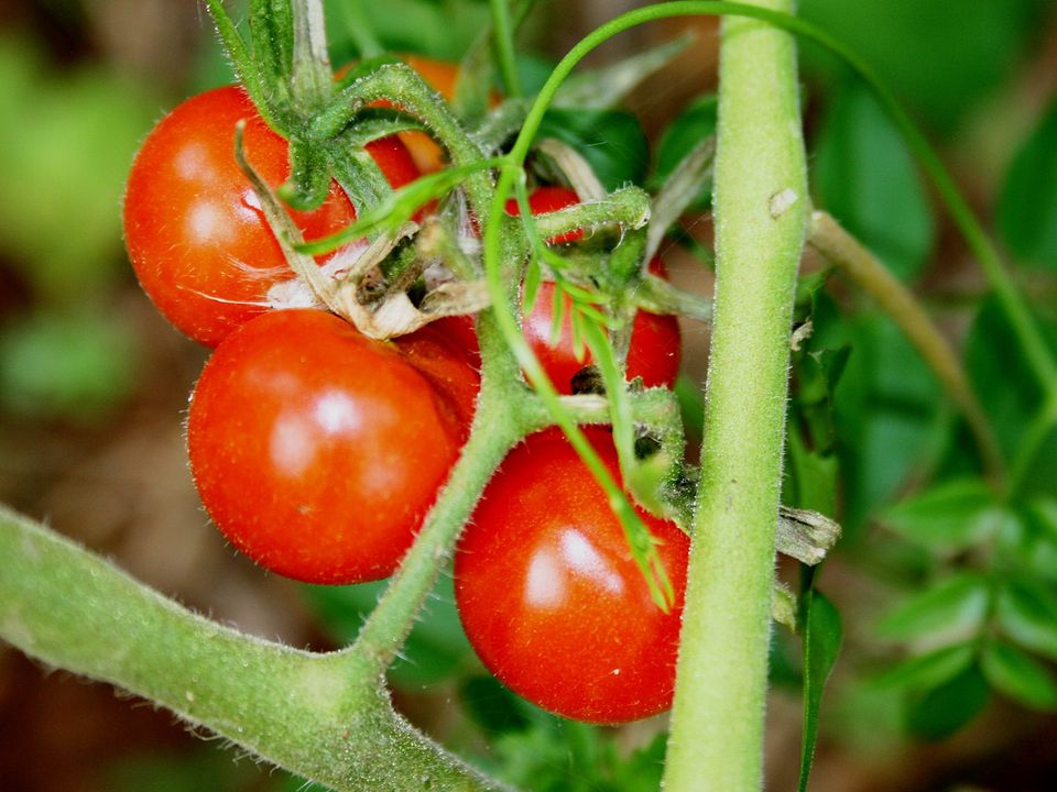 12 найкращих рослин для вирощування разом з помідорами. Рослини-компаньйони томатів.