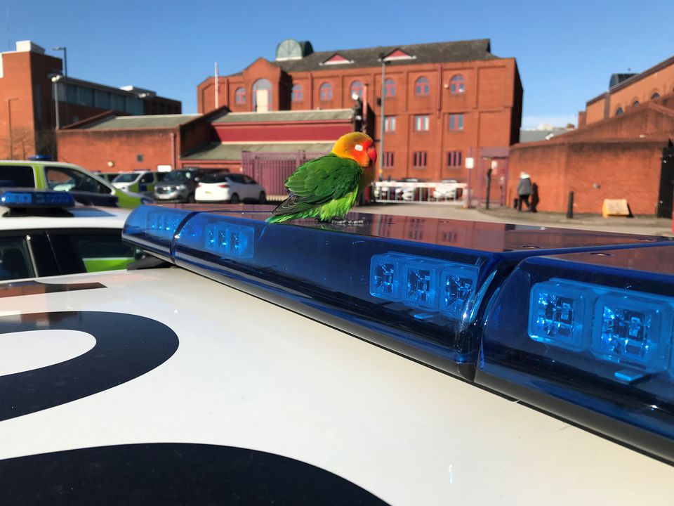 Британська поліція знайшла екзотичного птаха, який сидів на патрульній машині. Тепер необхідно встановити особу власника папуги.