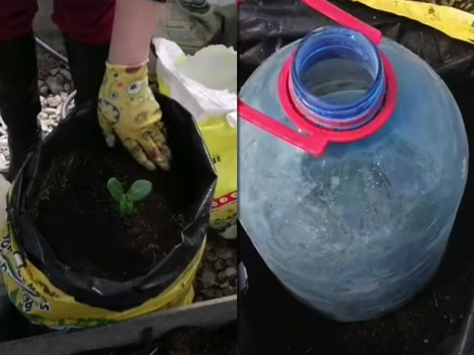 Незвичний спосіб посадки кабачків і огірків — навіть у холодне літо будете з врожаєм. Цей метод забезпечить вас раннім і тривалим урожаєм кабачків і огірків.