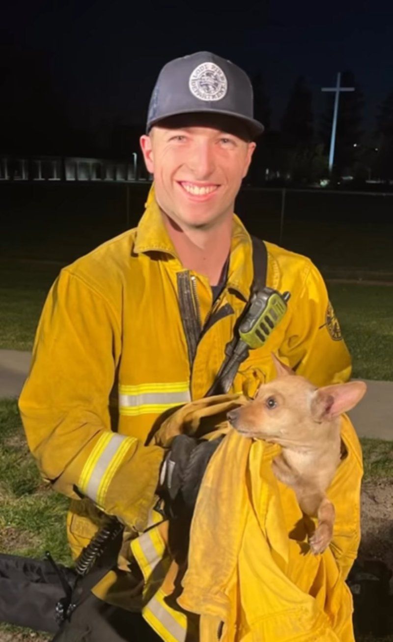 Каліфорнійські пожежники врятували собаку, який застряг в двигуні автомобіля. Виявляється, у песика є господар.