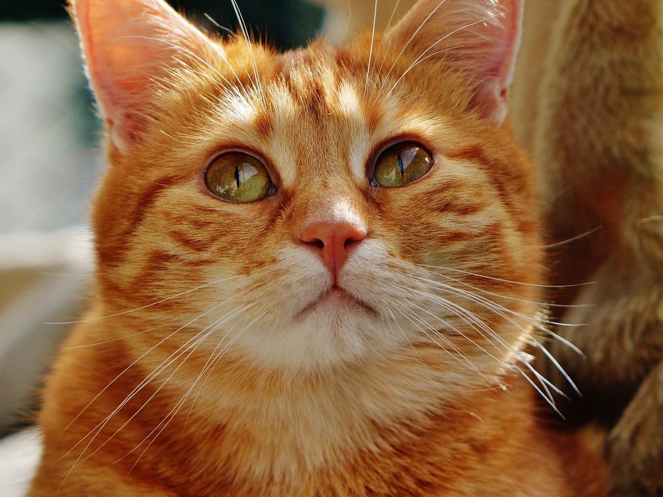 Ветеринари повідомили при яких недугах кішка починає хрипіти і кашляти. Про це повинен знати кожен власник тварини.