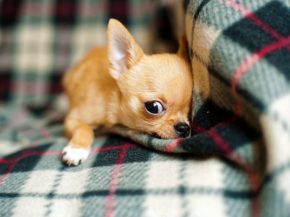 Собаки, які до старості схожі на цуценят: вони маленькі і найбільш грайливі. Песики, які милі й чарівні в будь-якому віці.