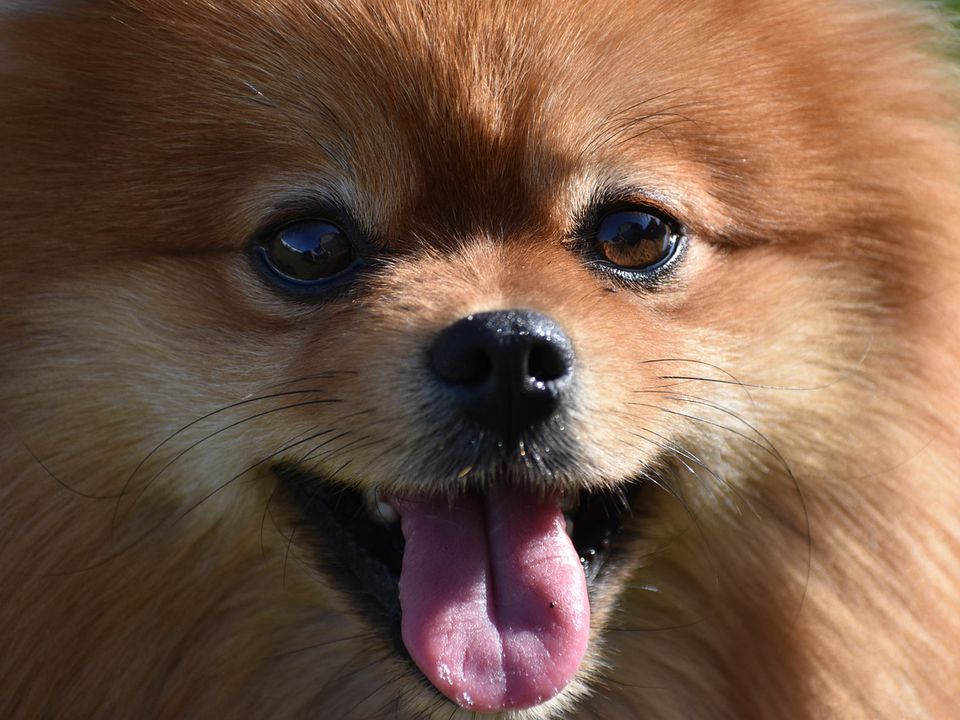 Собаки, які до старості схожі на цуценят: вони маленькі і найбільш грайливі. Песики, які милі й чарівні в будь-якому віці.