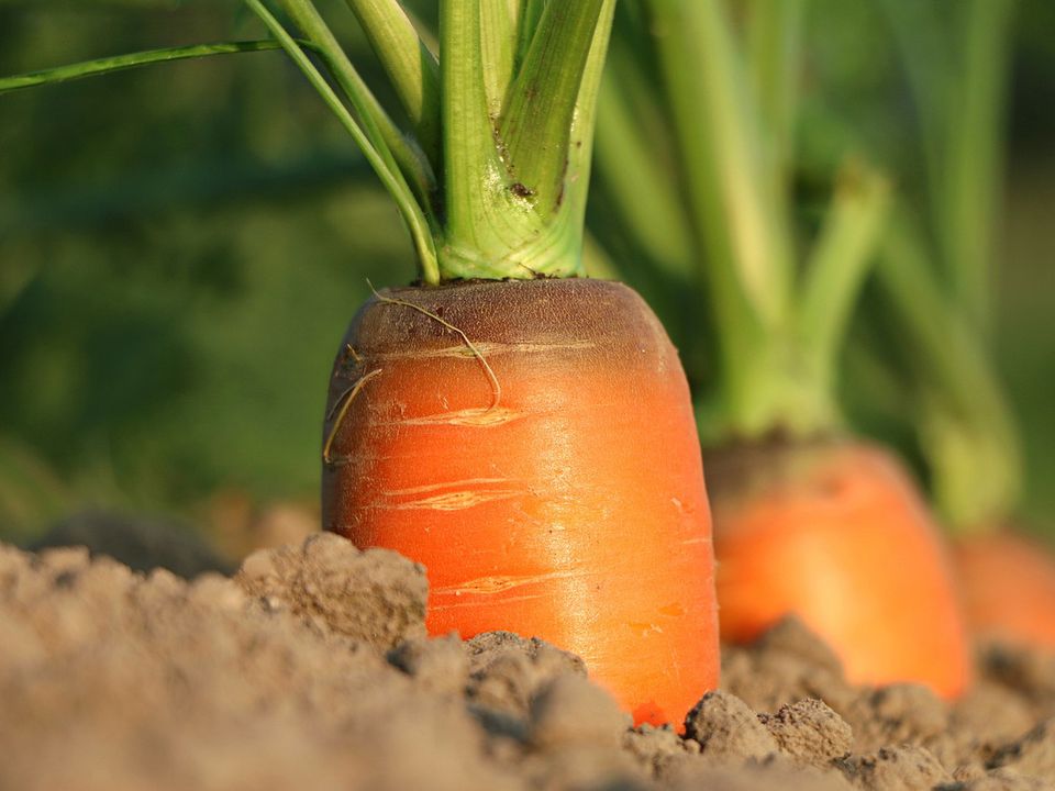 Чим обробити насіння моркви від морквяної мухи, щоб не втратити майбутнього врожаю. Вся процедура складається з 2-х простих дій.