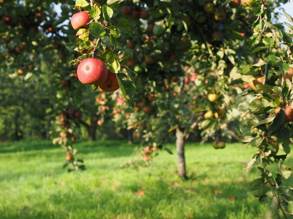 Чому садівники не рекомендують скошувати траву в пристовбурному колі яблуні. Одне з правил догляду за яблуневими посадками.