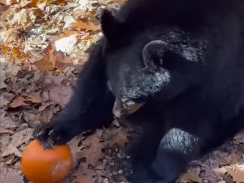 Чорний ведмідь, що грає з гарбузом, став зіркою Мережі. Відео активно набирає перегляди.