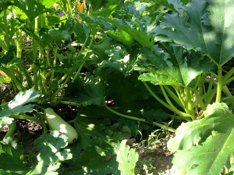 Виростуть завбільшки з огірок: які сусіди забирають живлення у кабачків. Уникнути поганого врожаю допоможе правильне планування ділянки.