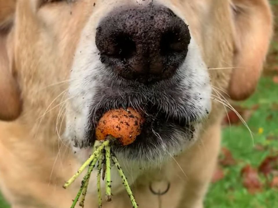 Цей нахабний пес перерив весь город і з'їв усю моркву. Собака вирішив добувати вітаміни прямо з грядки.