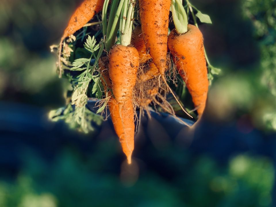 Обов'язкові процедури з підготовки грядки під посадку моркви, щоб отримати гарний урожай. Що потрібно зробити, щоб морква не виросла дрібна, крива та рогата.