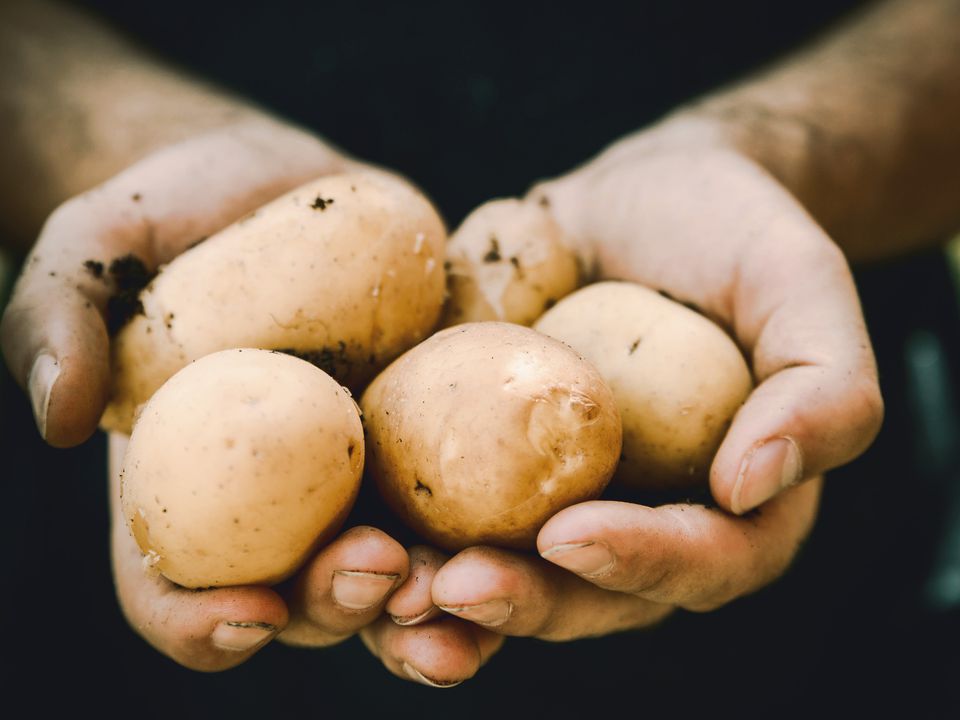 Не сипте це добриво в лунки при посадці картоплі: воно тільки зашкодить врожаю. Не кожне підживлення корисне, від деякого буде лише шкода.
