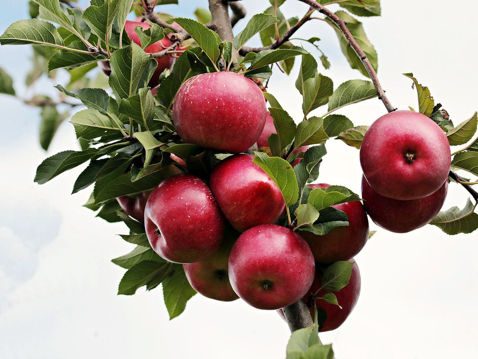На яблуні мало листя: основні причини, наслідки та способи боротьби. Чи можна врятувати дерево.