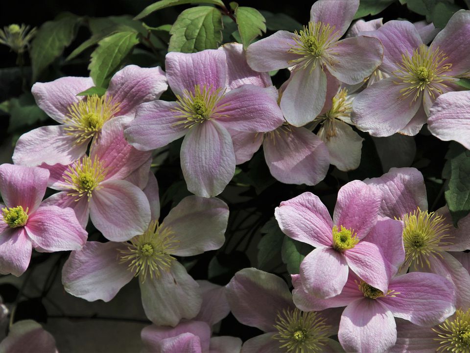 5 простих правил, завдяки яким клематис розквітне пишною ліаною. Клематис по праву вважається однією з найкрасивіших квіток у саду.