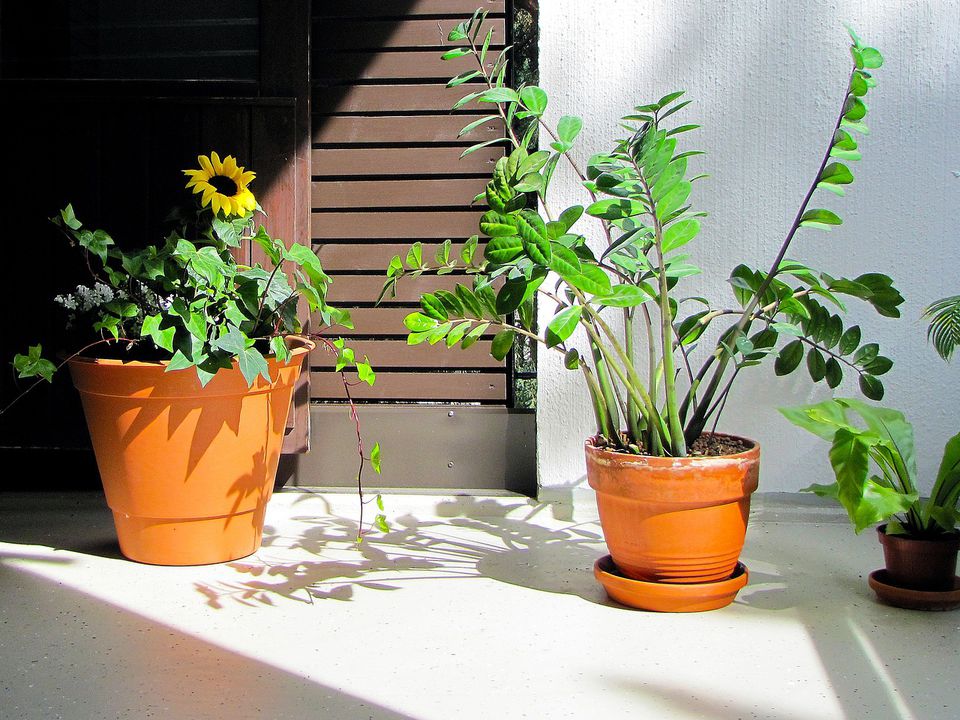 8 науково обґрунтованих переваг заміокулькасу: ви захочете вирощувати його у своєму будинку. Заміокулькас — рослина, яку багато квітників вибирають для домашнього квітника.