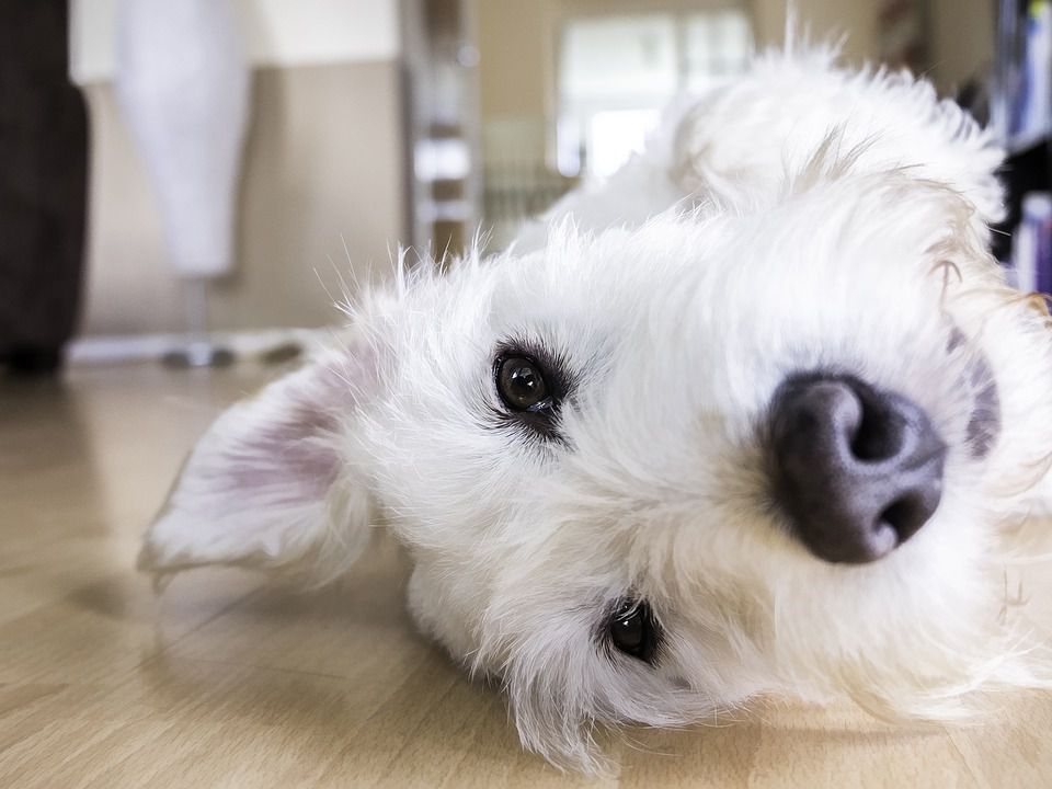 Чому собака лиже підлогу: що з цим робити господареві. Просто нудьга чи тривожний дзвінок для власника.