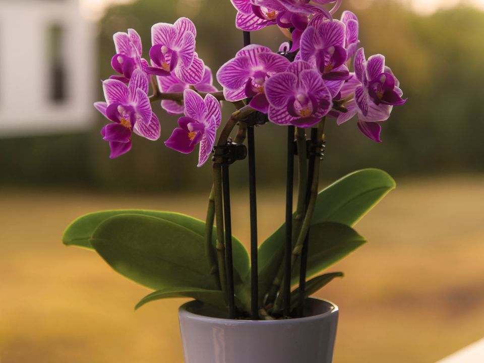 В який субстрат пересадити орхідею, щоб рослина була здорова і мала сили для цвітіння. Унікальні способи вирощування екзотичної квітки.