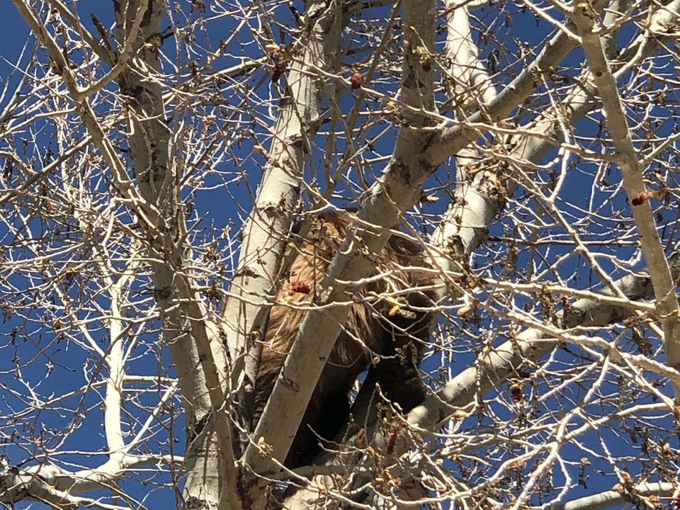 Ведмедю пощастило: пожежники Невади врятували клишоногого, який застряг на дереві. Наразі з твариною все гаразд.