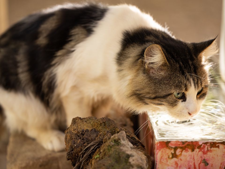 Чому кішки чіпають воду лапою перед тим, як почати пити. Цікава особливість поведінки домашніх котів.