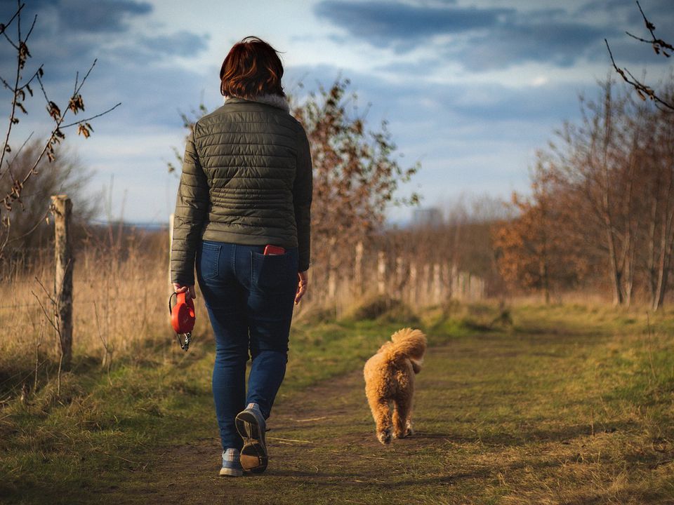 5 правил для комфортної прогулянки з собакою без нервів. Допоможіть домашньому улюбленцю впоратися з хвилюванням.