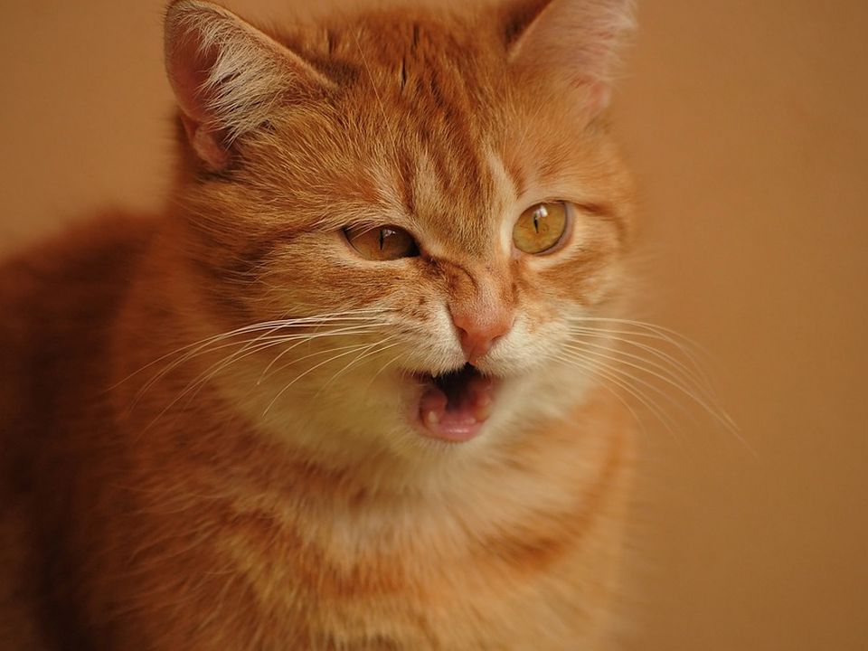 Чому кішки чхають: поширені причини і коли слід звернутися до ветеринара. Не можна ігнорувати даний стан вихованця.